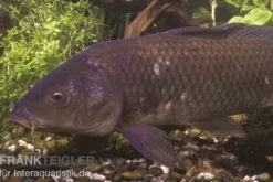 Schuppenkarpfen, Cyprinus carpio, 10-12 cm