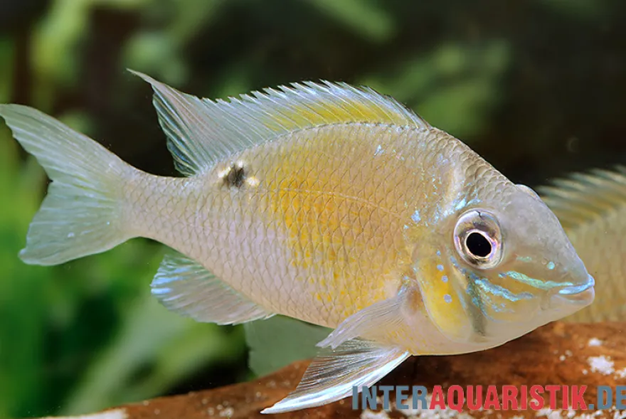 Schwanzstreifenbuntbarsch, Biotodoma cupido, 4-6 cm