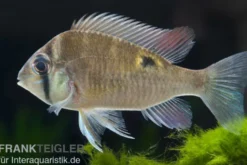 Schwanzstreifenbuntbarsch, Biotodoma cupido, 4-6 cm