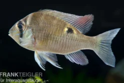 Schwanzstreifenbuntbarsch, Biotodoma cupido, 4-6 cm
