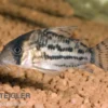 Schwartz Bänderpanzerwels, Corydoras schwartzii