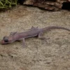 Schwarzaugen-Bogenfingergecko, Cyrtodactylus nigriocularis