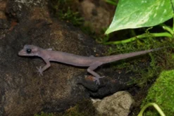 Schwarzaugen-Bogenfingergecko, Cyrtodactylus nigriocularis