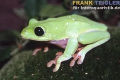 Schwarzaugenlaubfrosch, Agalychnis moreletii