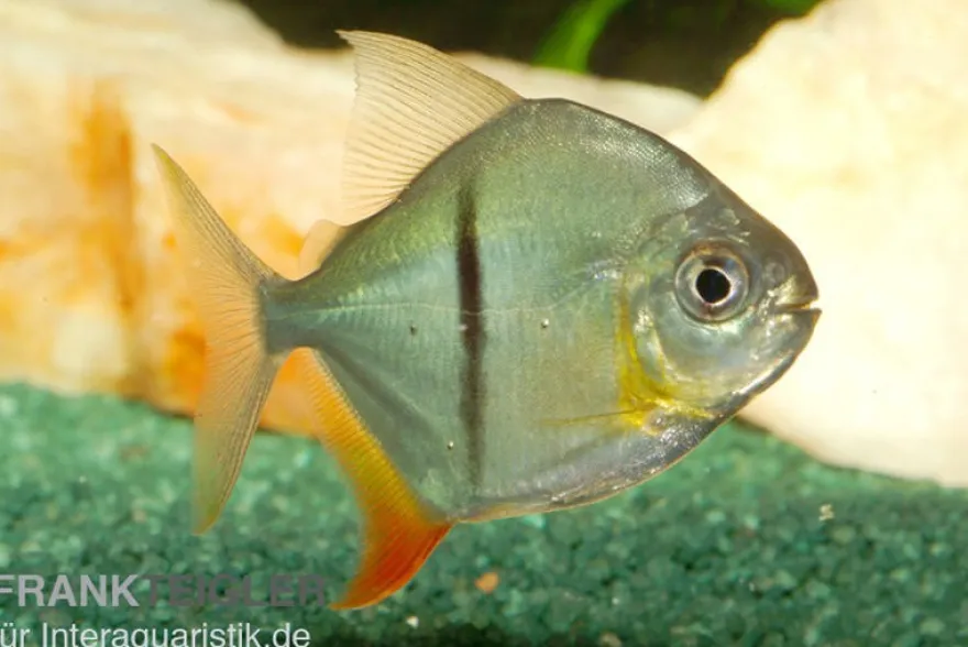 Schwarzband-Mühlsteinsalmler, Myleus schomburgkii (Variante 2) SCHMALER STREIFEN
