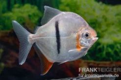 Schwarzband-Mühlsteinsalmler, Myleus schomburgkii (Variante 2) SCHMALER STREIFEN