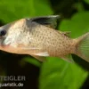 Schwarzbinden-Panzerwels, Corydoras melanistius / Corydoras wotroi