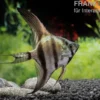 Schwarzblauer Skalar, Pterophyllum scalare