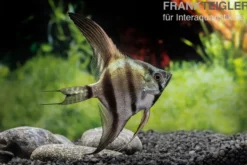 Schwarzblauer Skalar, Pterophyllum scalare