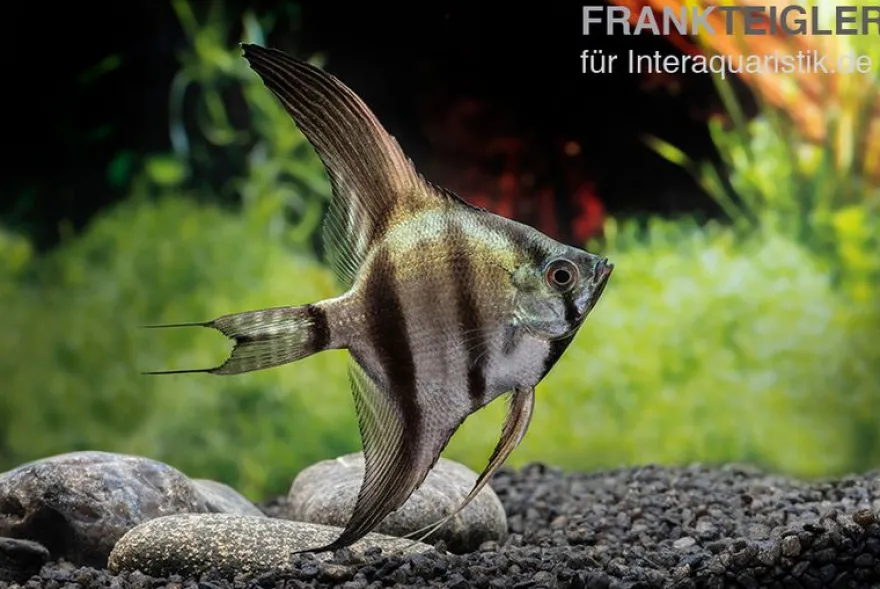 Schwarzblauer Skalar, Pterophyllum scalare