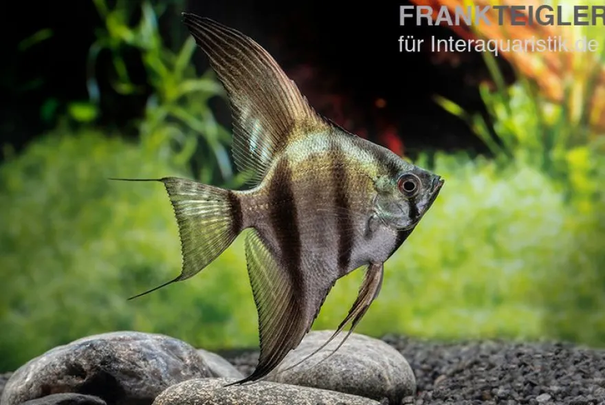 Schwarzblauer Skalar, Pterophyllum scalare