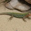 Schwarzblaue Ruineneidechse, Podarcis siculus paulae