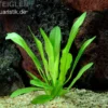 Schwarze Amazonaspflanze, Echinodorus parviflorus, im Topf (ausgelistet)