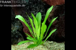 Schwarze Amazonaspflanze, Echinodorus parviflorus, im Topf (ausgelistet)