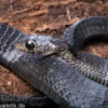 Schwarze Baumschlange, Thrasops occidentalis