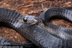 Schwarze Baumschlange, Thrasops occidentalis