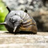 Schwarze Geweihschnecke, Clithon sp. "Black"