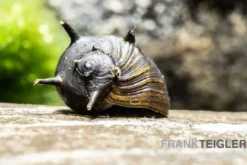 Schwarze Geweihschnecke, Clithon sp. "Black"