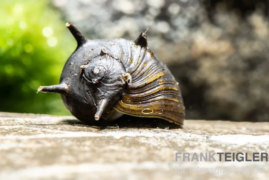 Schwarze Geweihschnecke, Clithon sp. "Black"