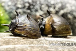 Schwarze Geweihschnecke, Clithon sp. "Black"
