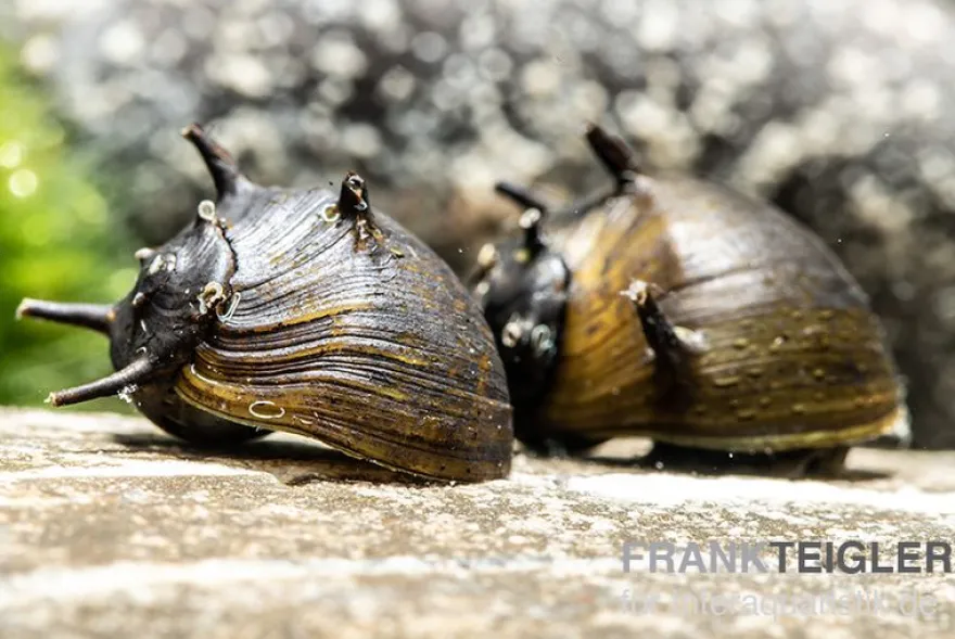 Schwarze Geweihschnecke, Clithon sp. "Black"