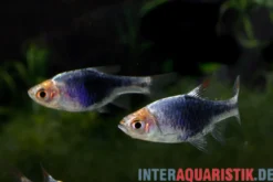 Schwarze Keilfleckbarbe, Rasbora heteromorpha BLACK