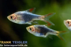 Schwarze Keilfleckbarbe, Rasbora heteromorpha BLACK