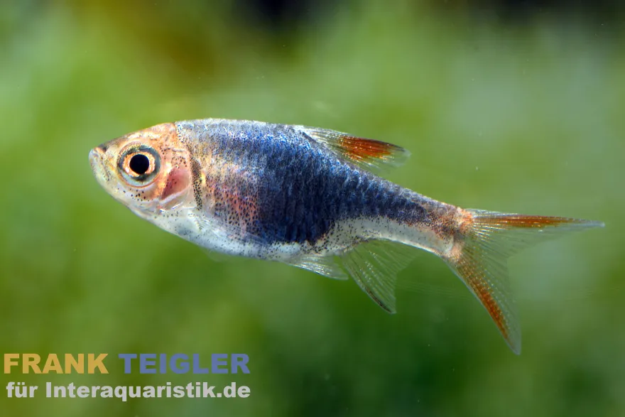 Schwarze Keilfleckbarbe, Rasbora heteromorpha BLACK