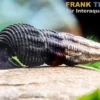 Schwarze Perlhuhnschnecke, Tylomelania patriarchalis