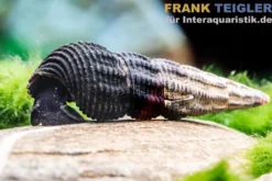 Schwarze Perlhuhnschnecke, Tylomelania patriarchalis