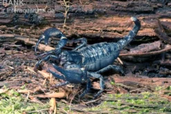 Schwarzer Asiaskorpion, Heterometrus cyaneus