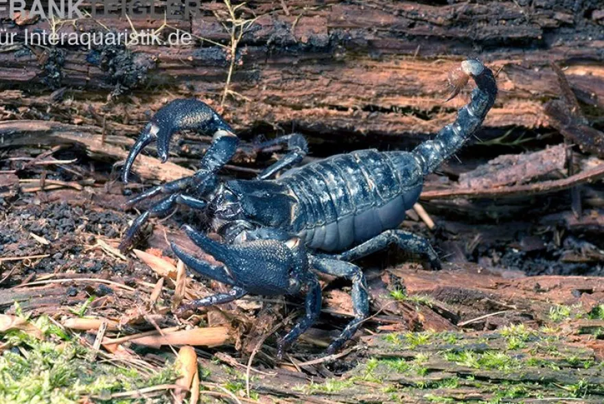 Schwarzer Asiaskorpion, Heterometrus cyaneus