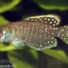 Schwarzer Fächerfisch, Austrolebias nigripinnis, paarweise