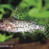 Schwarzer Fiederbartwels, Synodontis nigrita, 4-5 cm