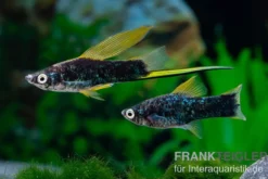 Schwarzer Hochflossen-Schwertträger (Hamburg), Xiphophorus helleri