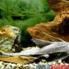 Schwarzer Krawattenharnischwels, Pterosturiosoma microps, 14-16 cm