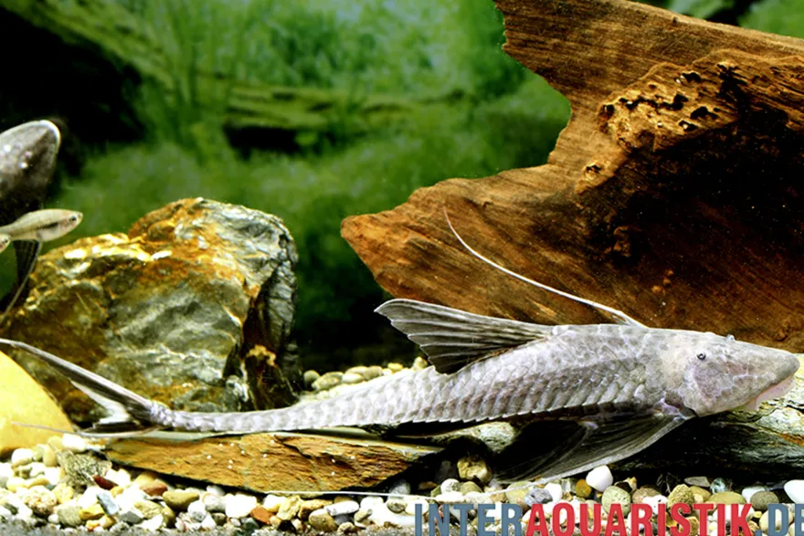 Schwarzer Krawattenharnischwels, Pterosturiosoma microps, 14-16 cm