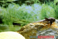 Schwarzer Krawattenharnischwels, Pterosturiosoma microps, 14-16 cm