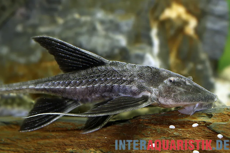 Schwarzer Krawattenharnischwels, Pterosturiosoma microps, 14-16 cm