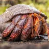 Schwarzer Landeinsiedlerkrebs, Coenobita sp. Black (Größe XL)