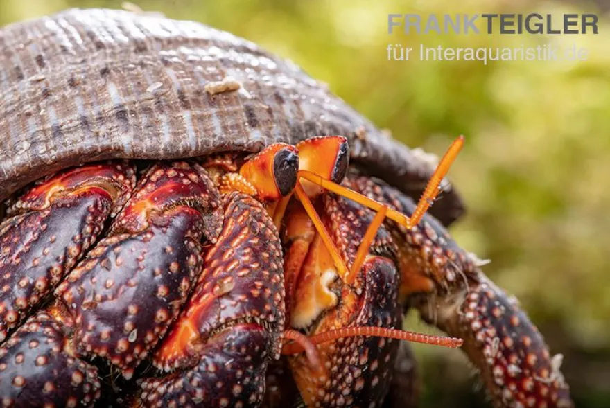 Schwarzer Landeinsiedlerkrebs, Coenobita sp. Black (Größe XL)