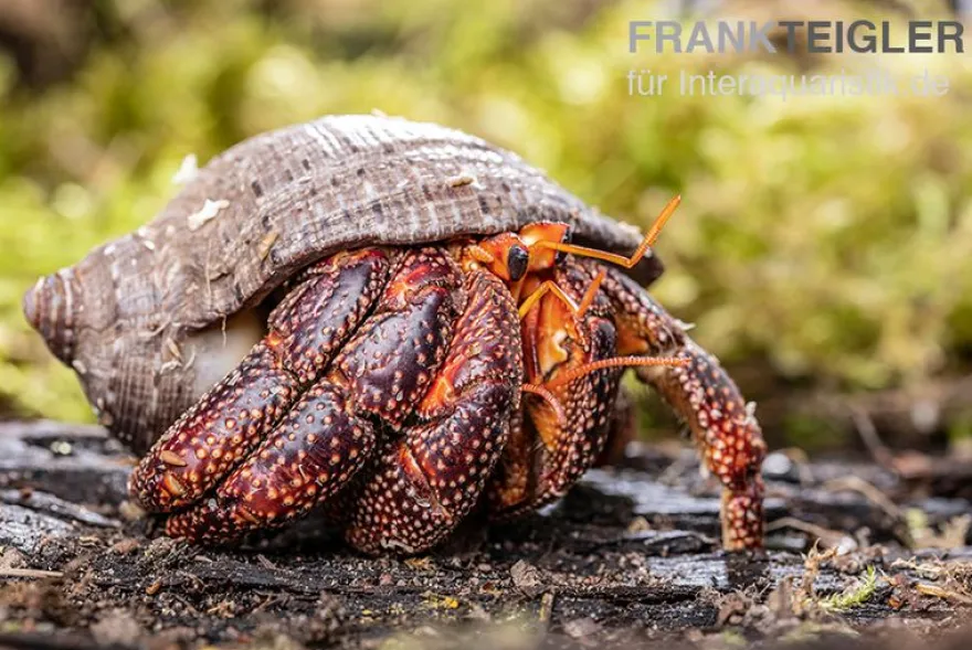 Schwarzer Landeinsiedlerkrebs, Coenobita sp. Black (Größe XL)