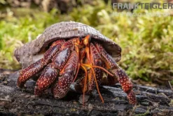 Schwarzer Landeinsiedlerkrebs, Coenobita sp. Black (Größe XL)