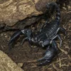 Schwarzer Laos-Skorpion, Heterometrus laoticus