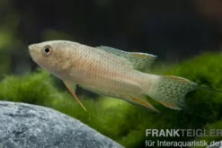 Schwarzer Makropode, Macropodus concolor/spechti