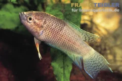 Schwarzer Makropode, Macropodus concolor/spechti