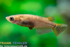 Schwarzer Medaka, Oryzias latipes Black