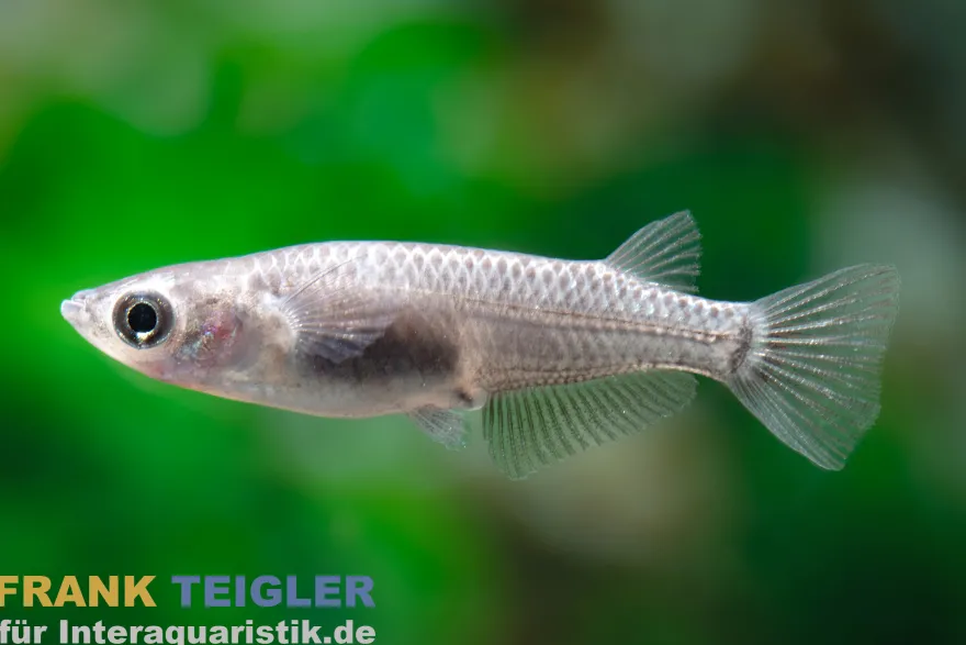 Schwarzer Medaka, Oryzias latipes Black