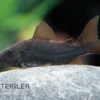 Schwarzer Metallpanzerwels, Corydoras aeneus BLACK VENEZUELA, DNZ!