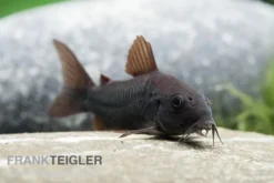 Schwarzer Metallpanzerwels, Corydoras aeneus BLACK VENEZUELA, DNZ!